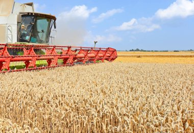 Tahıl hasat araçları Temizleme. Tahıl hasat kırsal manzara içinde birleştirme.