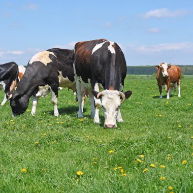 Yaz otlağında inekler