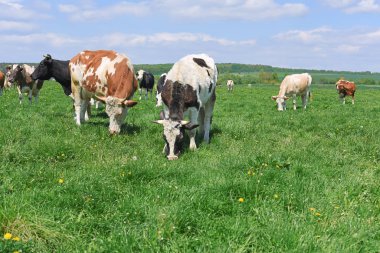 Yaz otlağında inekler