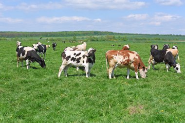 Yaz otlağında inekler