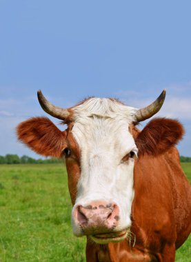 Yaz otlağında inek