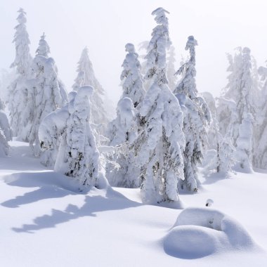 Kış iğne yapraklı orman hafif bir sis bir dağ yamacında.