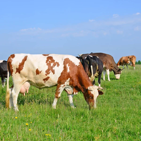 Cows Summer Pasture — Stock Photo, Image