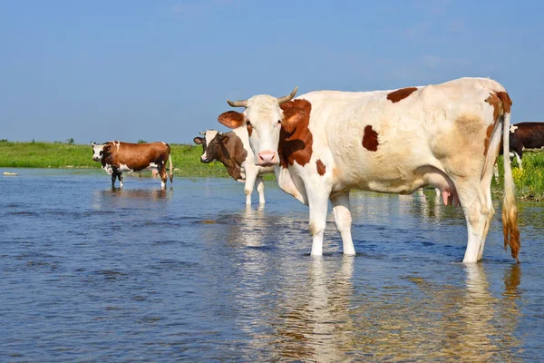 Cow Watering Place Summer Rural Landscape — Stock Photo, Image