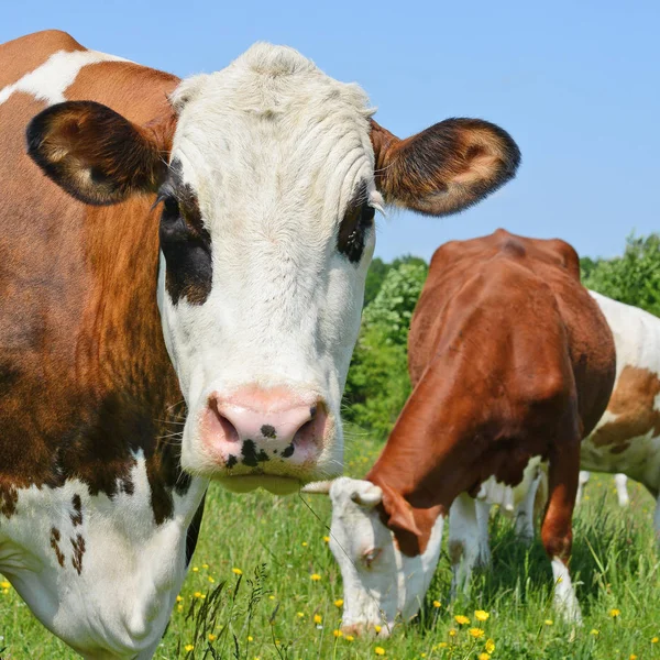 Cows Summer Pasture — Stock Photo, Image