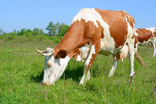 Tehén Nyári Legelőn — Stock Fotó