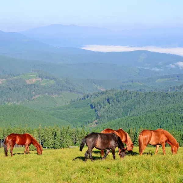 Лошадь Летнем Пастбище Карпатах Украина — стоковое фото