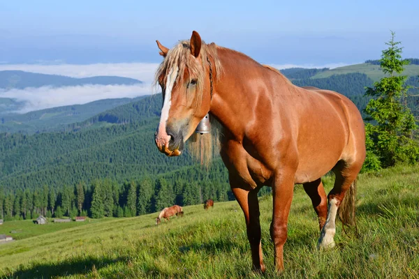 Cheval Sur Pâturage Été Dans Les Carpates Ukraine — Photo