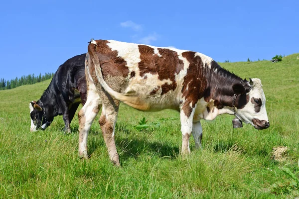 Das Kalb Auf Der Sommerweide — Stockfoto