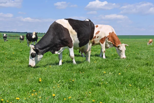 Koeien Een Zomerweide — Stockfoto