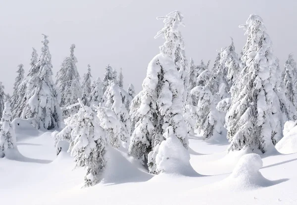 Winter Coniferous Forest Mountain Slope Light Fog Stock Photo