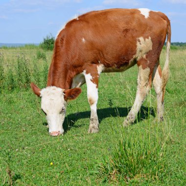 bir yaz mera derisindeki