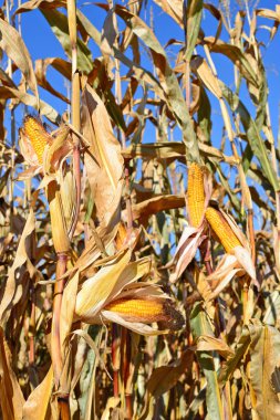 Kırsal manzara içinde olgunlaşmış Mısır. 