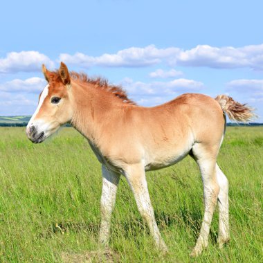 Yaz mera üzerinde tayı