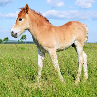 Yaz mera üzerinde tayı