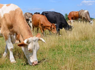 Yaz otlağında inekler