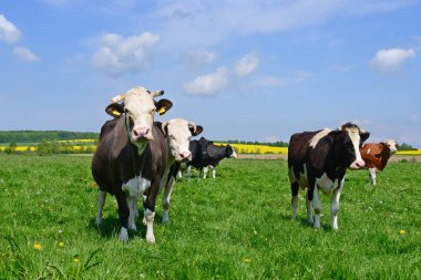 Yaz otlağında inekler