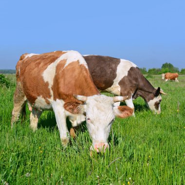 Yaz otlağında inekler