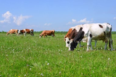 Yaz otlağında inekler