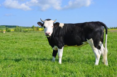 The calf on a summer pasture clipart