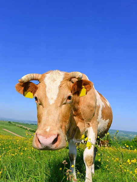 Koe Een Zomerweide — Stockfoto