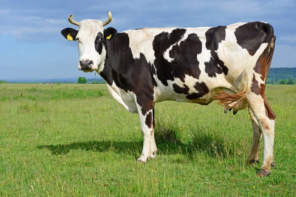 Корова Літньому Пасовищі — стокове фото