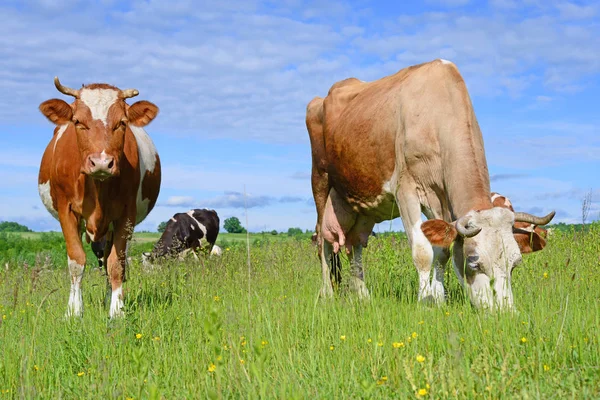 Koeien Een Zomerweide — Stockfoto