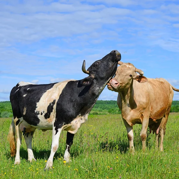 Tehenek Nyári Legelőn — Stock Fotó