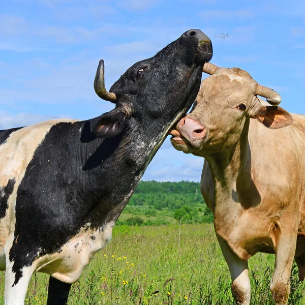 Vacas Pasto Verão — Fotografia de Stock