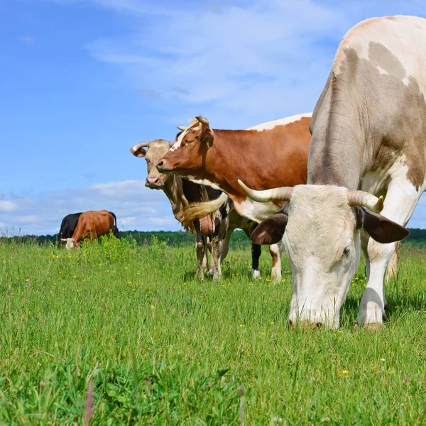 Yaz otlağında inekler