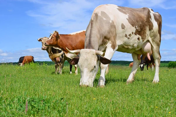 Las Vacas Pasto Verano —  Fotos de Stock