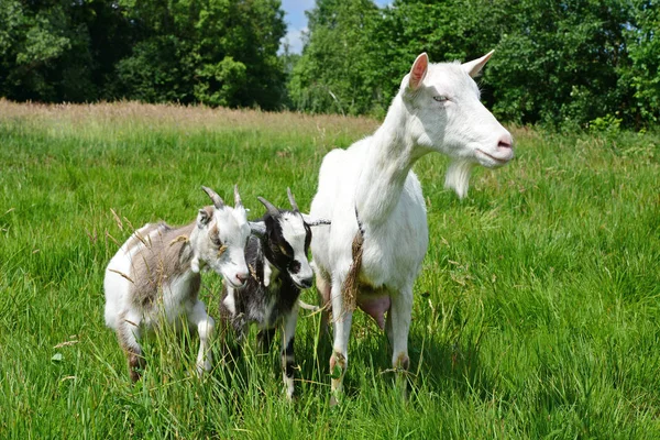 山羊与夏季牧场上的孩子们 — 图库照片