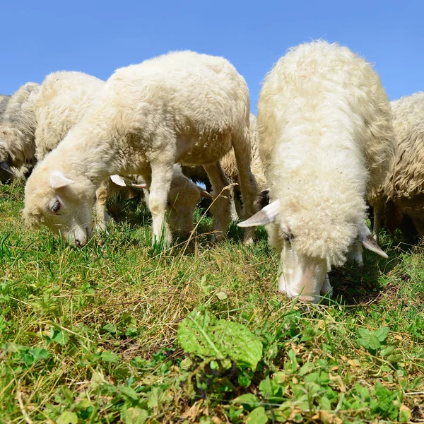 Schafe Einer Sommerlandschaft — Stockfoto