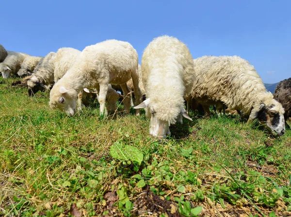 Schapen Een Zomer Landschap — Stockfoto