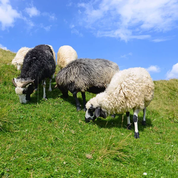 Вівці Літньому Пейзажі — стокове фото