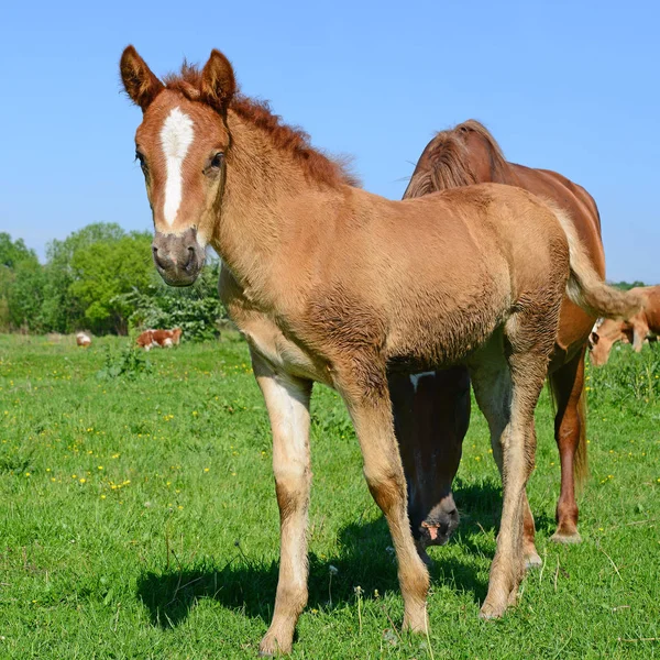 Veulen Een Zomer Weiland — Stockfoto