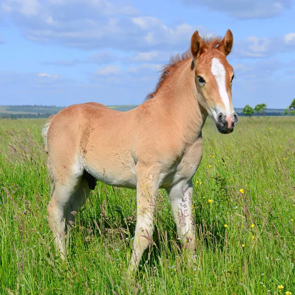 Veulen Een Zomer Weiland — Stockfoto