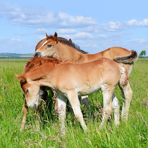 Fohlen Auf Der Sommerweide — Stockfoto