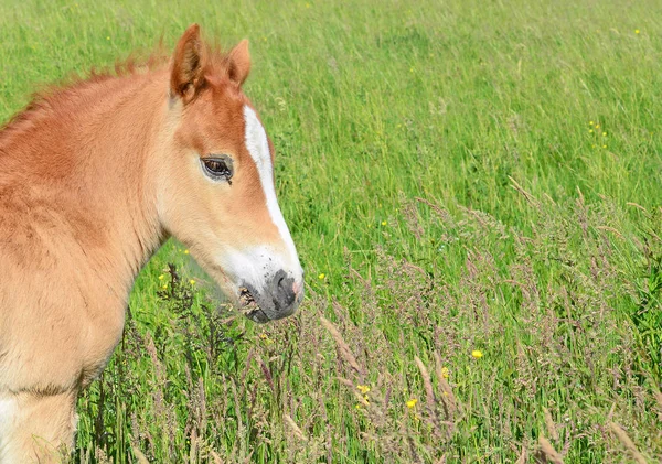 Yaz mera üzerinde tayı