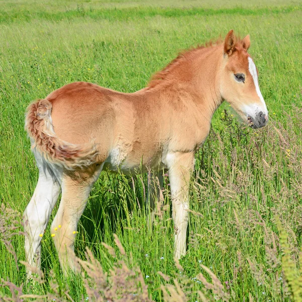 Foal Letnie Pastwiska — Zdjęcie stockowe