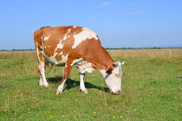 Cow Summer Pasture — Stock Photo, Image