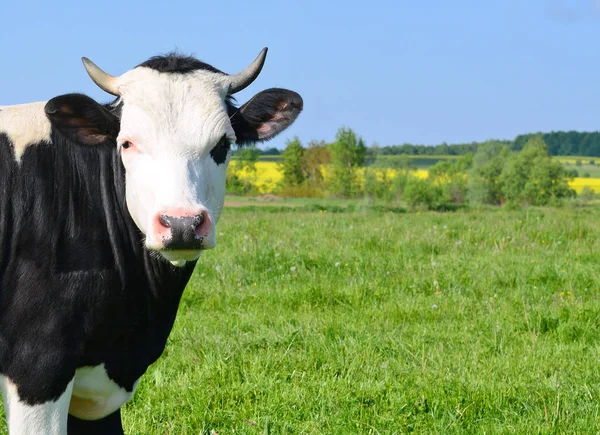 Nyári Legelőn Borjú — Stock Fotó