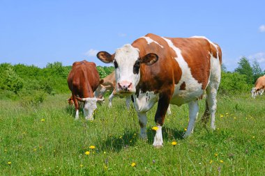 Yaz otlağında inekler