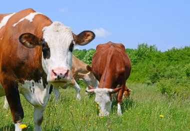 Yaz otlağında inekler