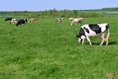 Yaz otlağında inekler