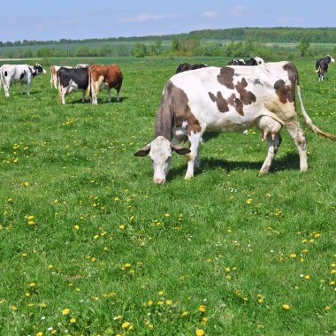 Yaz otlağında inekler