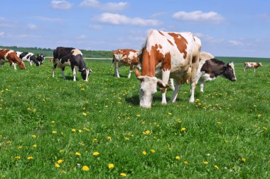 Yaz otlağında inekler