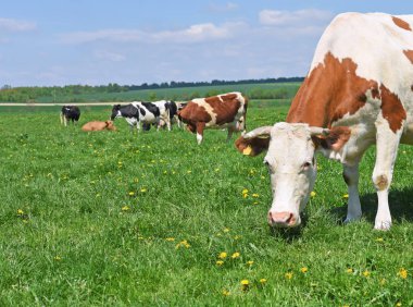 Yaz otlağında inekler