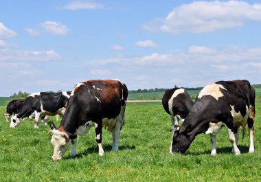 Yaz otlağında inekler