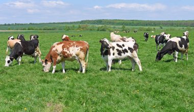 Yaz otlağında inekler